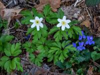 Buschwindröschen und Waldveilchen am Waldboden